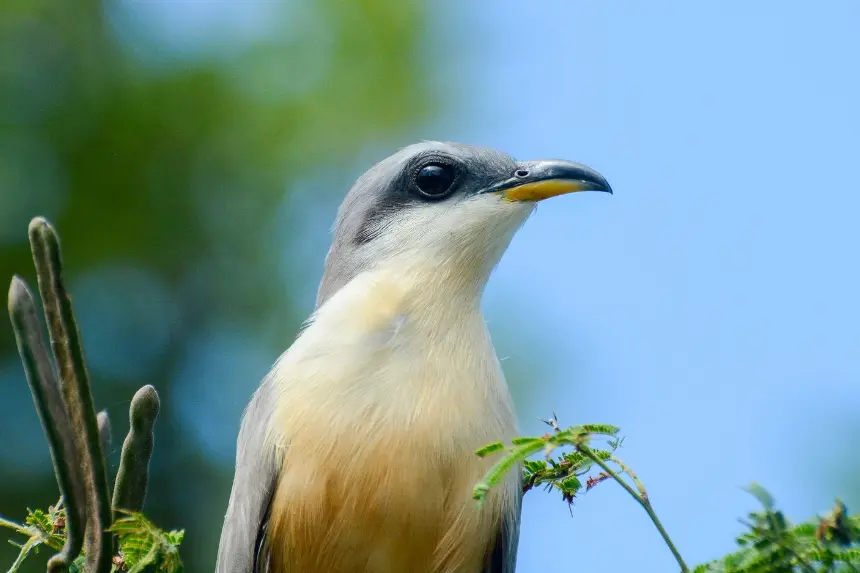 Conservancy of Southwest Florida News